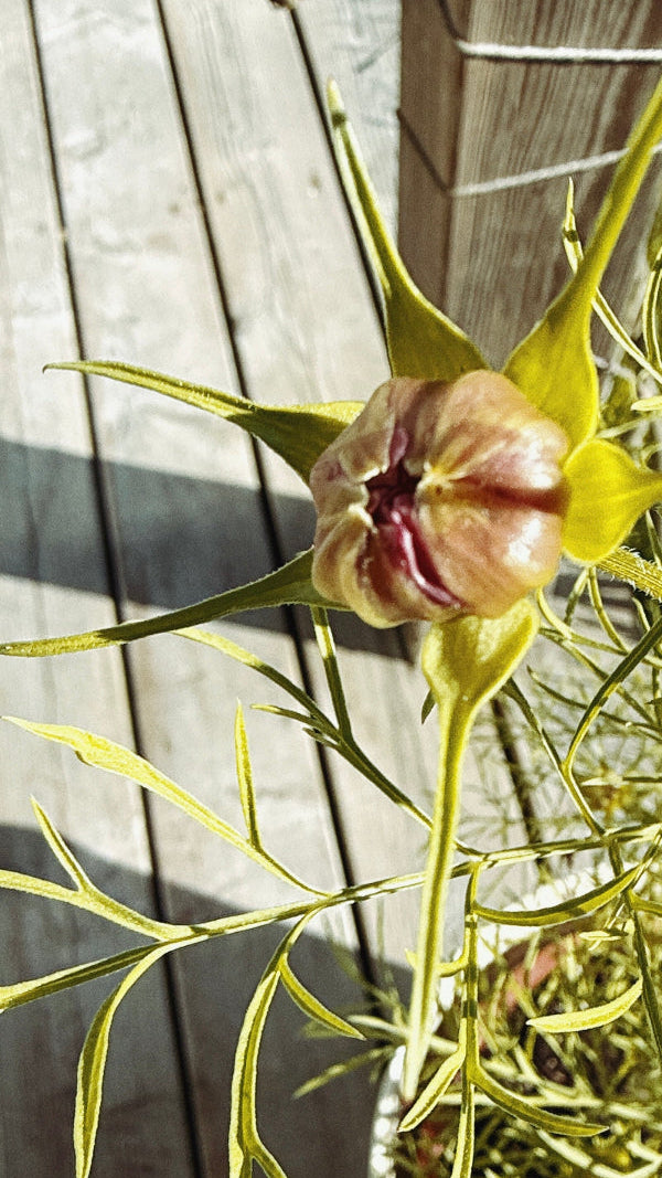 atend studios. garden. Close-up of a unique plant with long, thin leaves against a wooden background